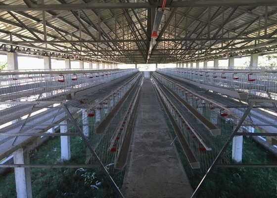 D Type 160birds Layer Chicken Cage , Automated Battery Cage Zinc Plating